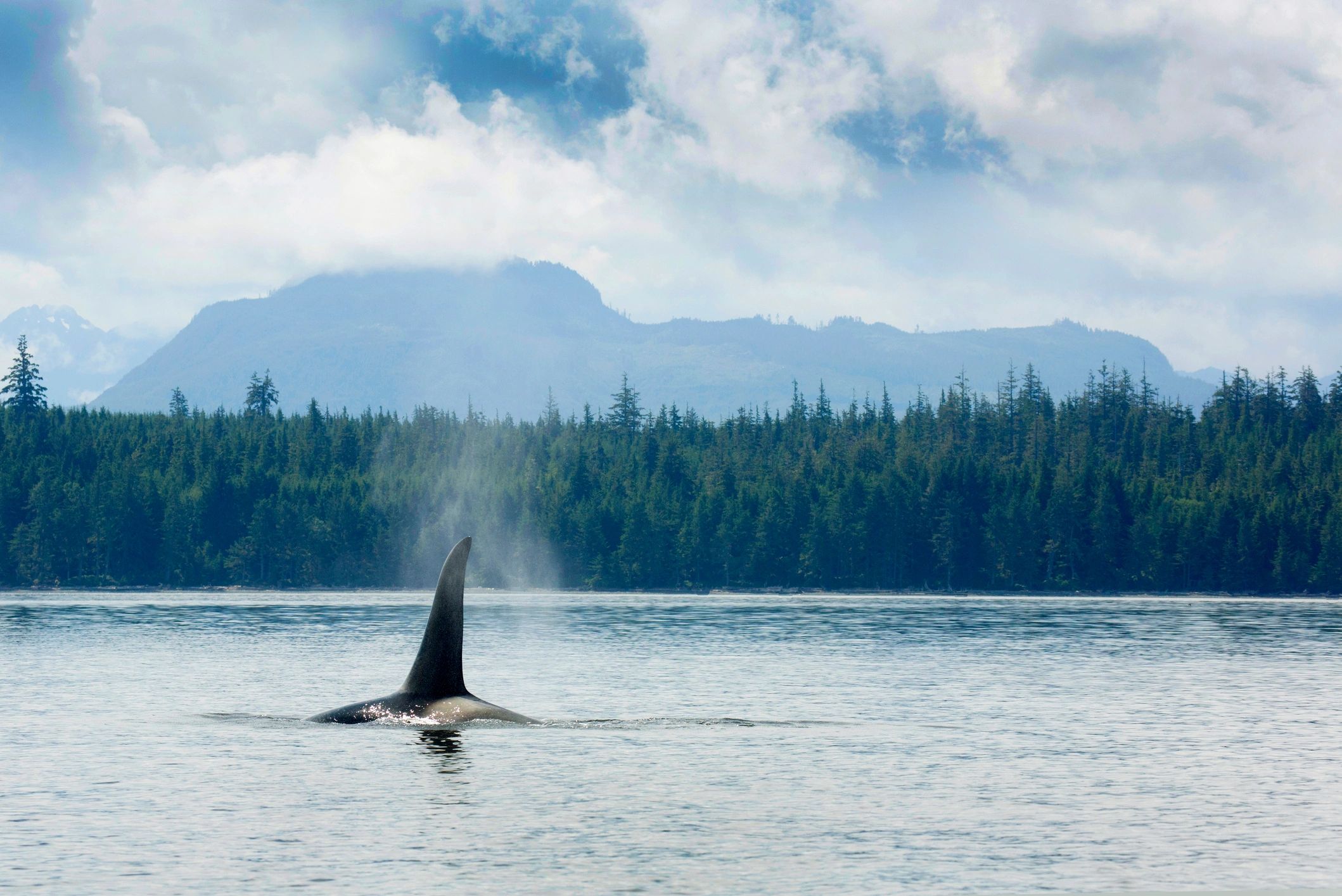 Orca breaching off the coast of Vancouver Island